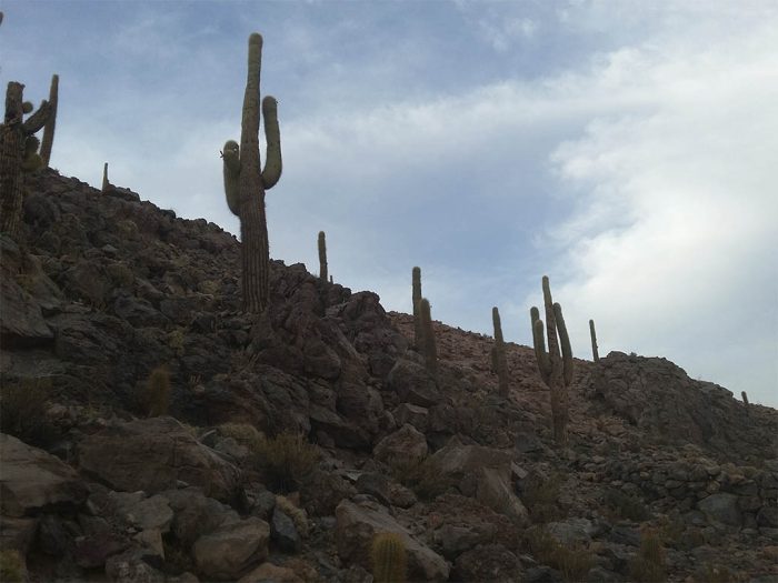 Trekking Cascadas y valle de los Cactus